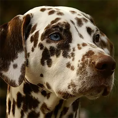 Veterinarska ambulanta Božinović