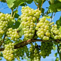 Grape Festival in Vršac | Tourist Calendar of Serbia