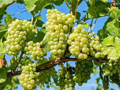 Grape Festival in Vršac | Tourist Calendar of Serbia