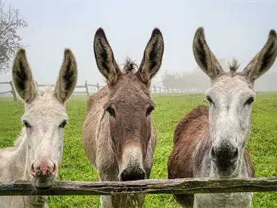 Donkey Race in Bački Vinogradi | Tourist Calendar of Serbia