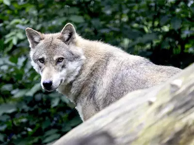 Zlatibor Wolf Hunt | Tourist Calendar of Serbia