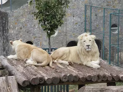 Zoološki vrt Beograd