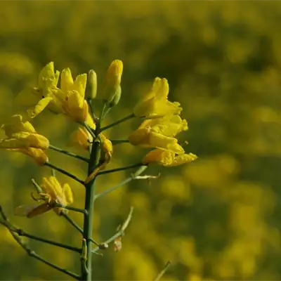 Syngenta Srbija zaštita bilja seme ratarstvo