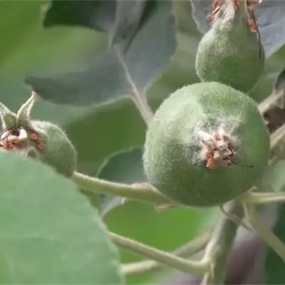 Syngenta Srbija zaštita bilja seme ratarstvo