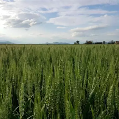 Syngenta Srbija zaštita bilja seme ratarstvo