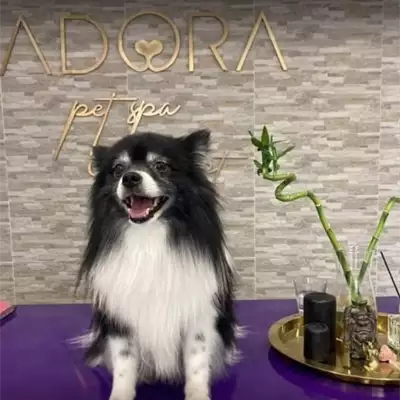 Adora Pet Spa & Concept