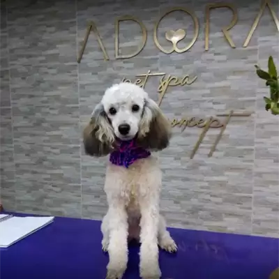 Adora Pet Spa frizerski salon za pse