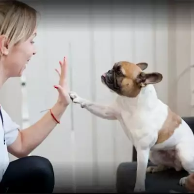 Nega i šišanje pasa Adora Pet