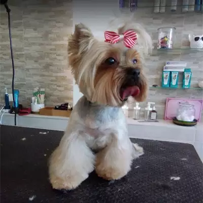 Salon za šišanje pasa Adora Pet Spa