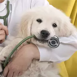 Veterinarska ambulanta Božinović