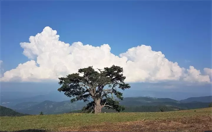 Sveti bor na Kamenoj Gori