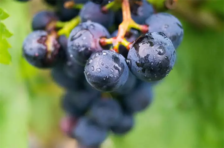 grape-2701931_1920 (1)