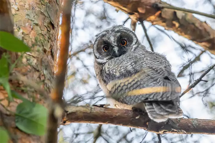 Little Owl