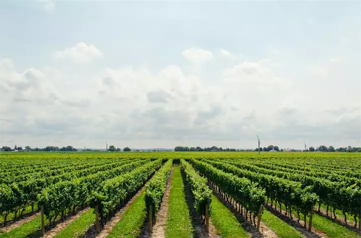 Vinograd, čokoti vinove loze