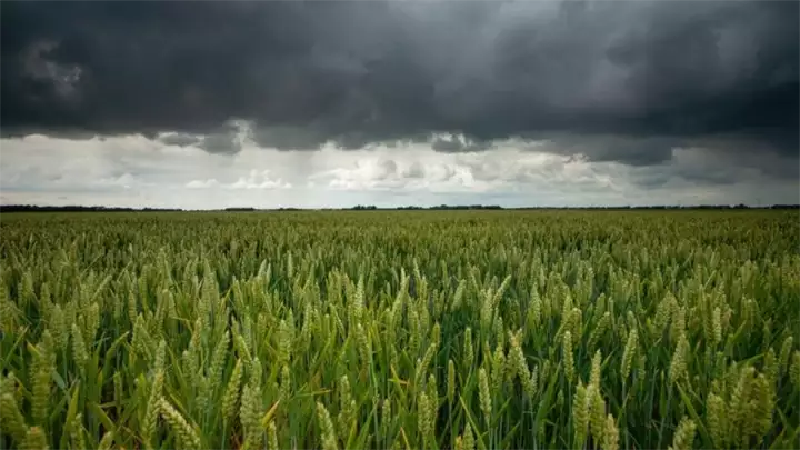 crni oblaci nad poljem pšenice